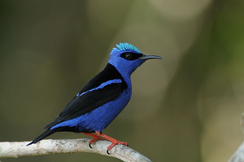 File:Saí-beija-flor - Cyanerpes cyaneus.jpg