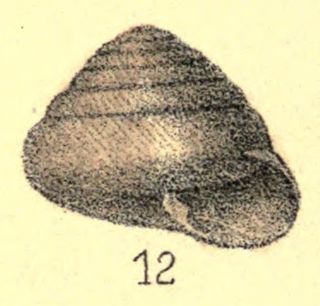 <i>Sagda spiculosa</i> Species of gastropod