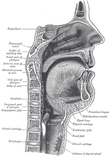 Via oral