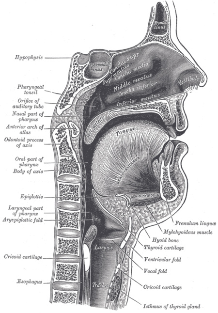 Sagittal section of human vocal tract Sagittalmouth.png