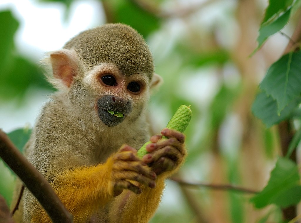 Un saïmiri mâle (Saimiri sciureus) dégustant les graines de fruits d’un arbre. Aussi appelé « singe-écureuil » ou « sapajou jaune » ou « singe à tête de mort », ce petit singe frileux à la queue très touffue, mesurant de 30 à 50 cm (sans la queue) et très répandu dans toute l’Amérique du Sud, ne possède pas de griffes, mais de véritables doigts ongulés. (définition réelle 2 864 × 2 127)