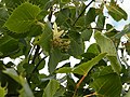 Fin de floraison, 3 septembre 2018, Picardie.