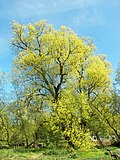 Miniatura para Salix alba