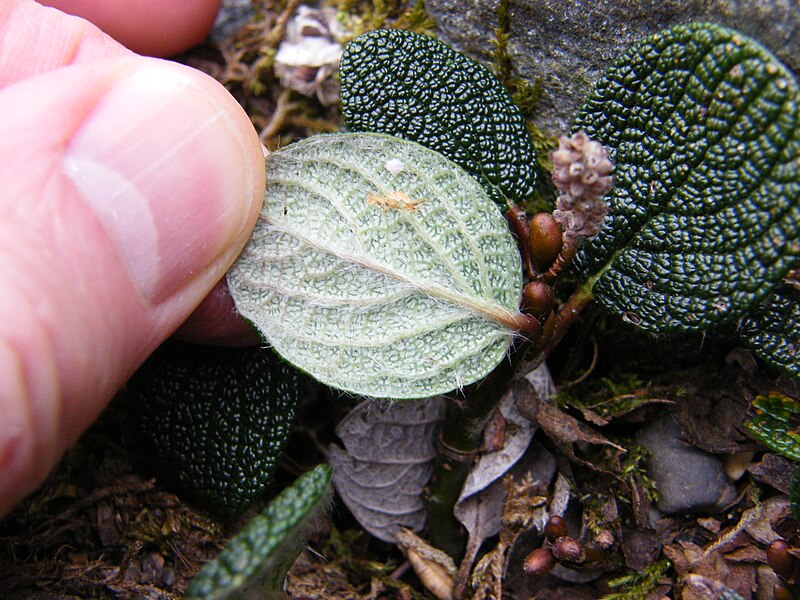 File:Salix reticulata - Leaf-lower.JPG