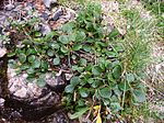 Драбніца для Salix reticulata