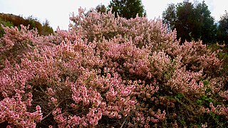 <i>Salsola oppositifolia</i> Species of plant