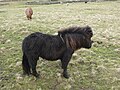 Sandwick Shetland Pony.jpg