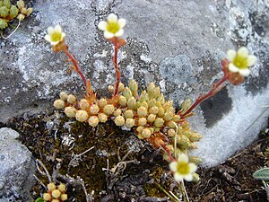 Saxifraga conifera