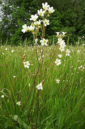 Papelorikko (Saxifraga granulata)