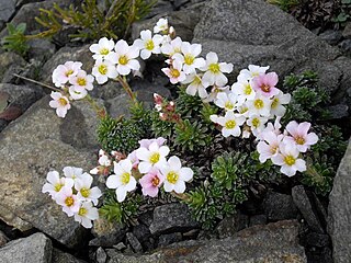 <i>Saxifraga marginata</i> Species of plant in the genus Saxifraga