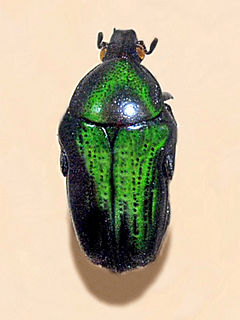 <i>Leucocelis feana</i> Species of beetle