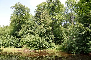 Schleswig-Holstein, Itzehoe, Landschaftsschutzgebiet Gehege Überstör und Katzenkuhle NIK 6620.JPG