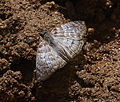 Schmetterling an Wasserstelle im en:Mountain Pine Ridge Forest Reserve