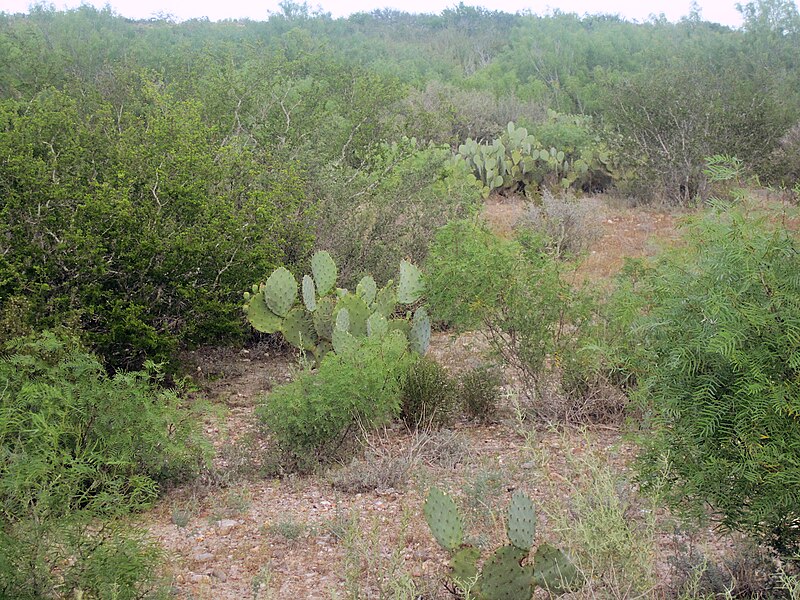 File:Scrub brush vegetation in south TX IMG 6069.JPG