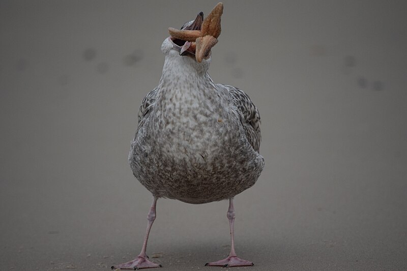 File:Seagull eats a Starfish.jpg