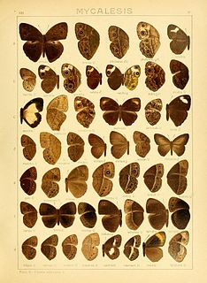 <i>Bicyclus</i> Genus of butterflies