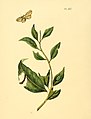 132. Phalaena decussata (unidentified)