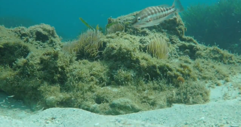 File:Serran écriture chèvre et Anémone à Sormiou dans le parc national des Calanques.PNG