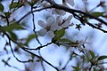 P010 修善寺桜 Shuzenjizakura 花の写真