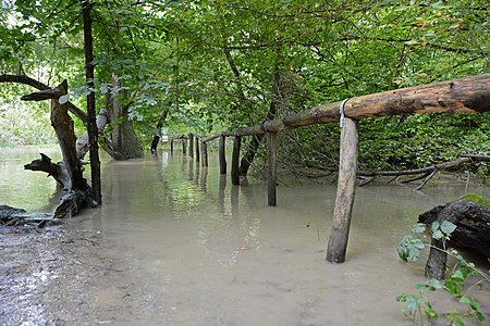 Silberpappel Mannheim