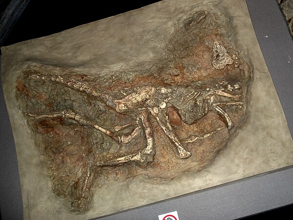 Sinornithomimus skeleton as found.