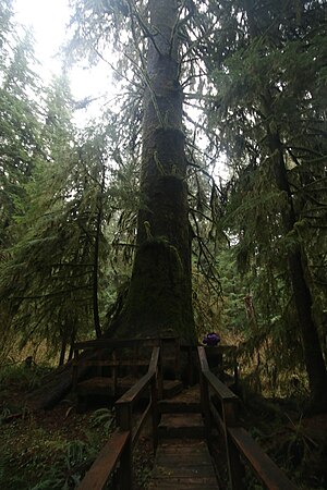 An old-growth sitka spruce located on the traditional territories of the Ditidaht First Nations