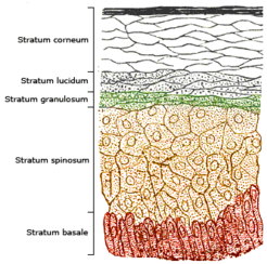 Wirbeltiere Epidermis: Stratum basale, Stratum spinosum, Stratum granulosum