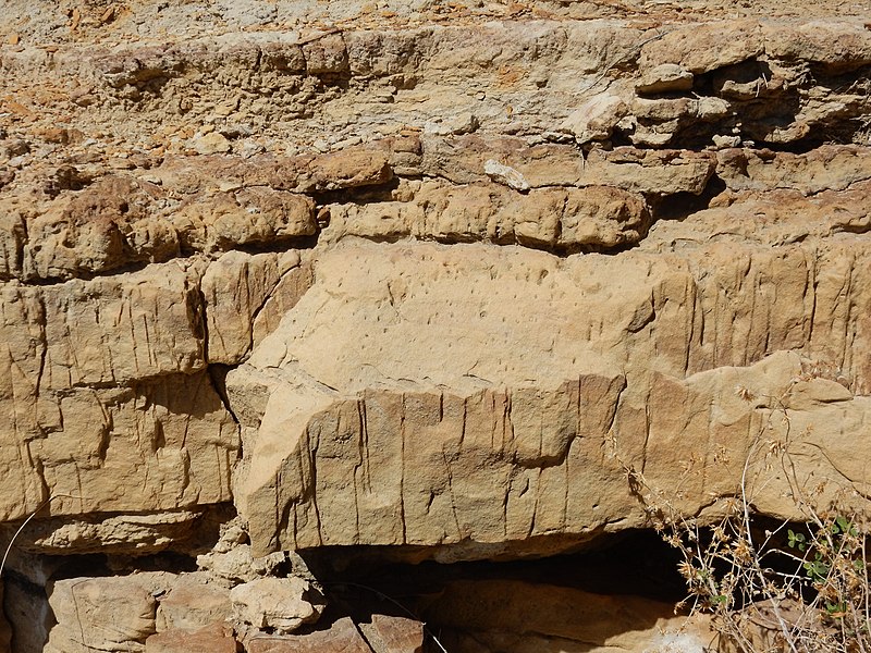 File:Skolithos in Dakota Formation.jpg