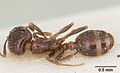 Solenopsis andina casent0103212 dorsal 1. jpg