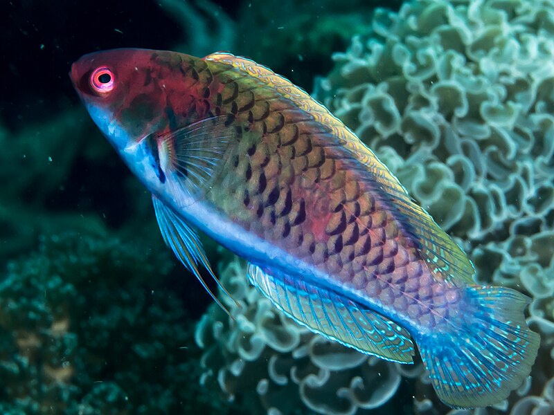 File:Solor fairy wrasse (Cirrhilabrus solorensis) (25606797557).jpg