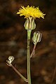 Sonchus dregeanus