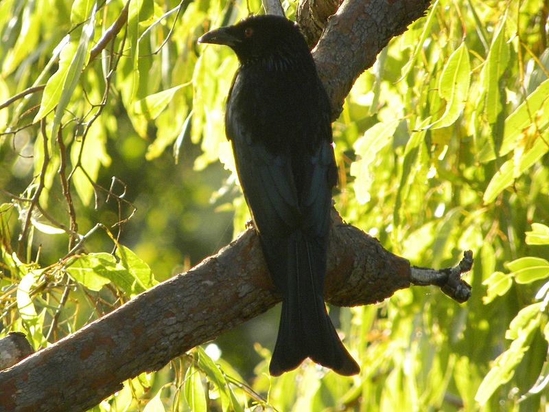 File:Spangled Drongo (Dicrurus bracteatus).jpg