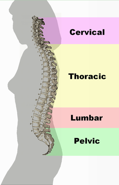 File:Spinal column curvature.png