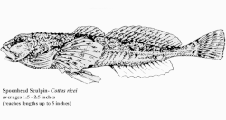 Spoonhead Sculpin.gif