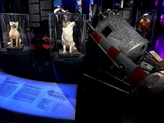 Спутник 5 собаки. Спутник 5 19 августа 1960. Спутник-5 космический аппарат. Музей космонавтики Москва белка и стрелка. Спутник 5 белка и стрелка.