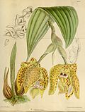 Thumbnail for Stanhopea costaricensis