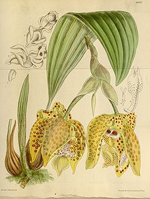 Stanhopea costaricensis - Curtis 146 (ser ، 4 no. 16) pl. 8830 (1920) .jpg