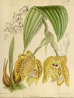 Kostarikinė lūpragė (Stanhopea costaricensis)