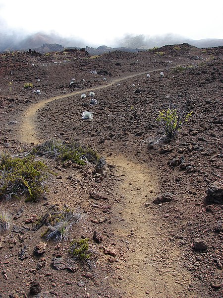File:Starr-081014-0138-Argyroxiphium sandwicense subsp macrocephalum-habit-Silversword Loop Haleakala National Park-Maui (24558541159).jpg