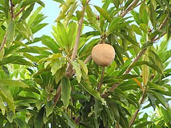 Makeasapotillapuu (Manilkara zapota)