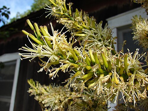 Starr 080417-4073 Dracaena marginata.jpg