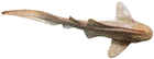 Stegostoma fasciatum JNC1529 WB.png