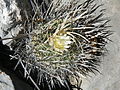 Stenocactus phyllacanthus