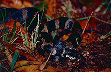 Stephen's Banded Snake (Hoplocephalus stephensii) (10560084156).jpg