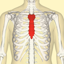 Sternum front3.png