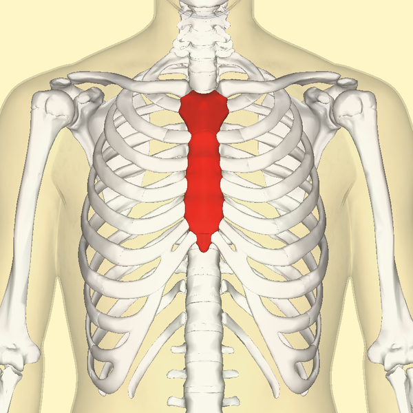 File:Sternum front3.png