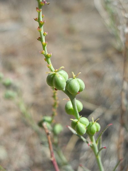 File:Stillingia linearifolia 001.jpg