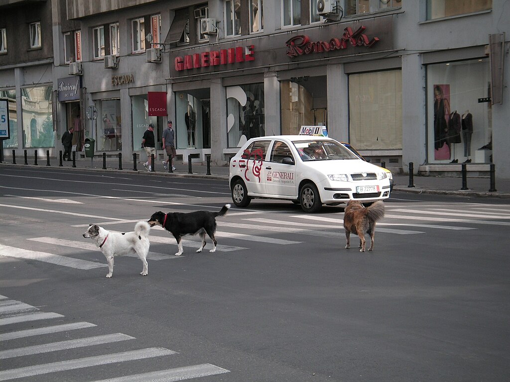 FileStreunende Hunde Bukarest.jpg Wikimedia Commons