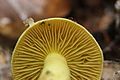 Sulphur Knight - Tricholoma sulphureum - panoramio - Björn S..jpg