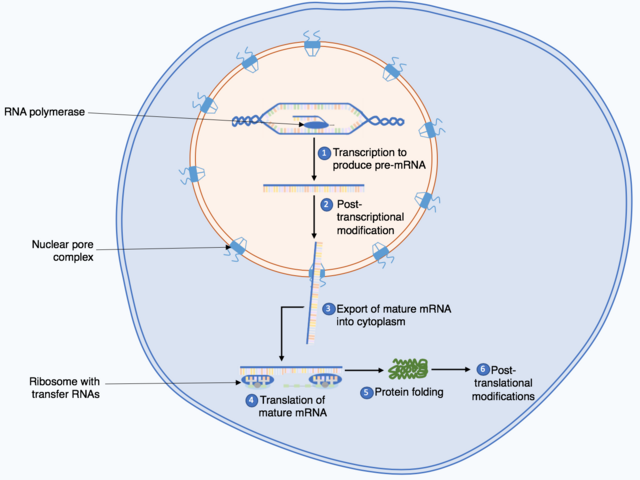 A nucleus within a cell showing DNA, RNA and enzymes at the different stages of protein biosynthesis